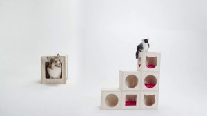 Pets 0806