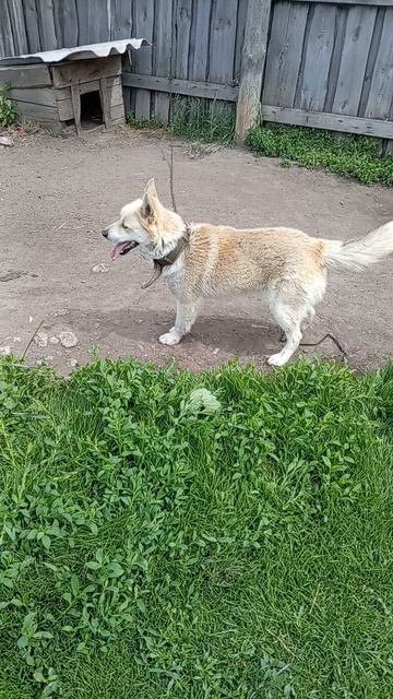 рекс играет