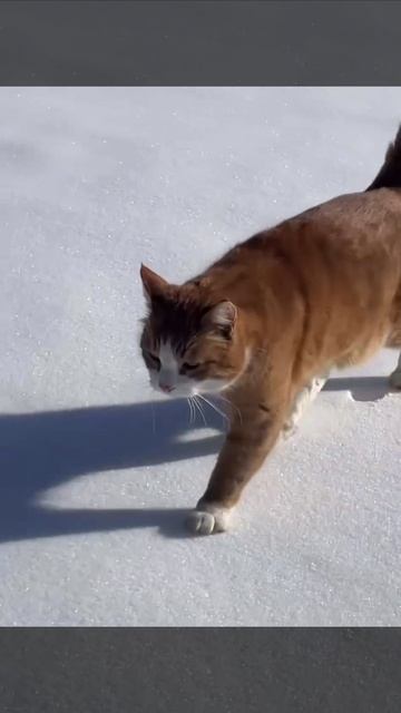 Не успел к лету смотреть онлайн