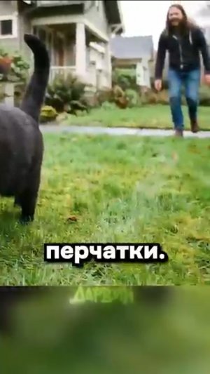Воровка перчаток🧤