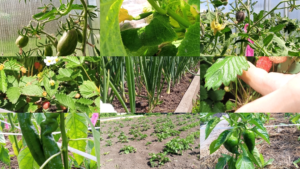 08-06-2026 Работы в ОГОРОДЕ и САДУ полным ходом👩🌾 смотреть онлайн