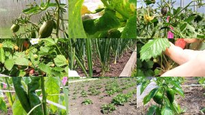 08-06-2026 Работы в ОГОРОДЕ и САДУ полным ходом👩🌾