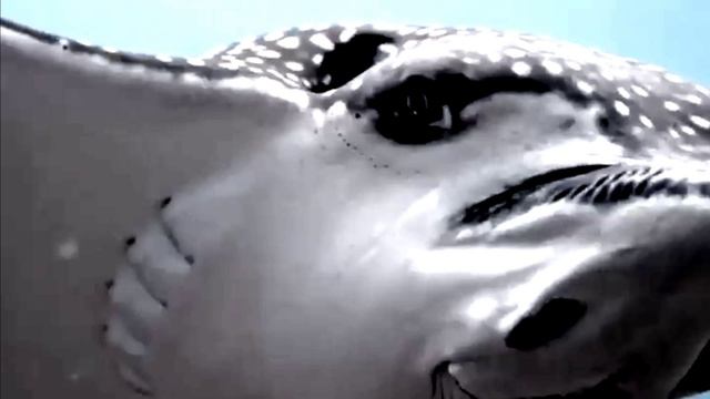 Пятнистый орляк