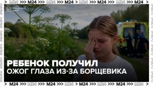 В Подмосковье ребенка госпитализировали с ожогом глаза из-за борщевика - Москва 24