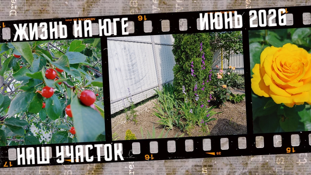 Жизнь на юге. Наш участок, что растет.
