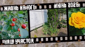 Жизнь на юге. Наш участок, что растет.