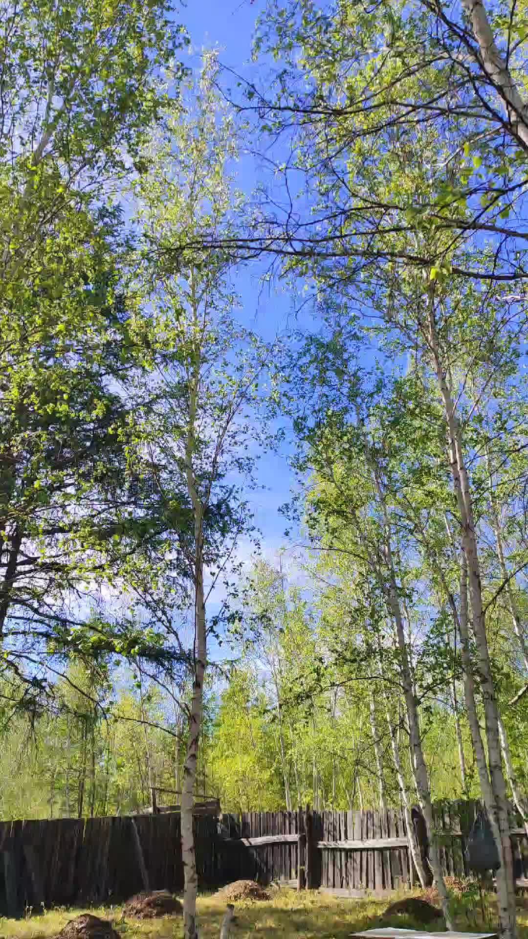 #дача смотреть онлайн