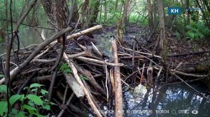 Фотоловушка в «Калужских засеках» сняла романтическое свидание бобров