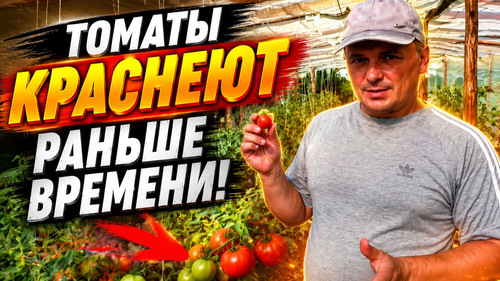 Почему томаты краснеют раньше времени? смотреть онлайн