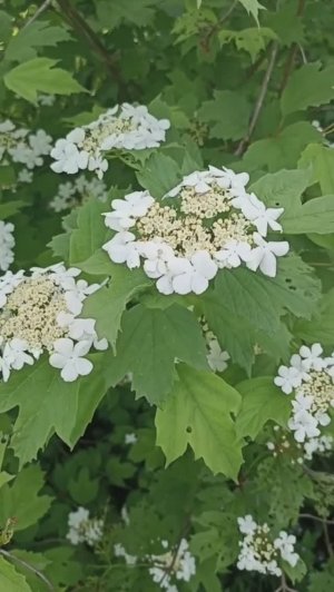 Красота цветов калины.