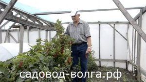 Красная смородина