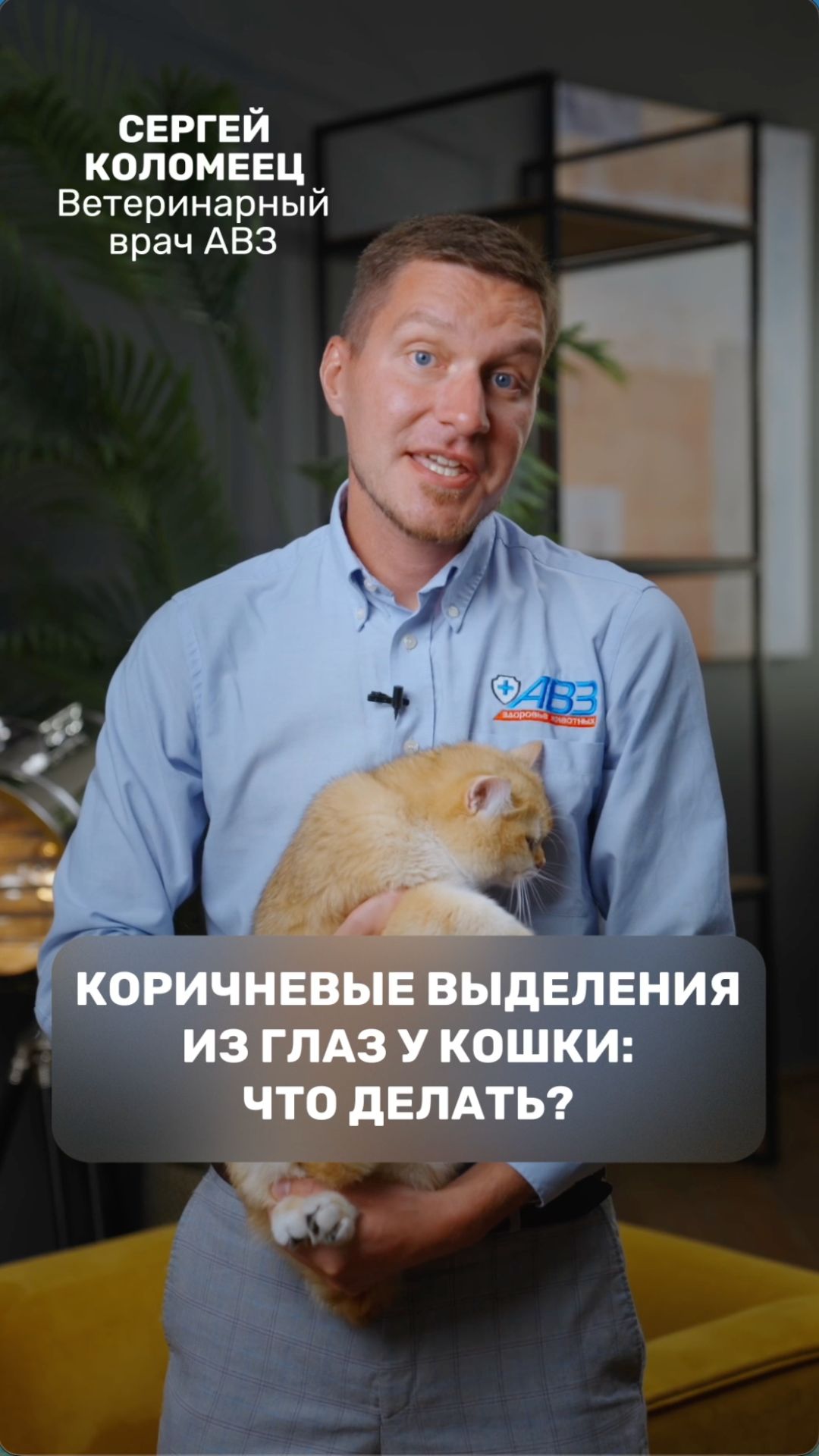 Коричневые выделения из глаз у кошки: что делать?