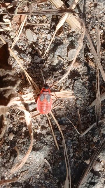 Нимфа Клопа-солдатика (Pyrrhocoris apterus). смотреть онлайн