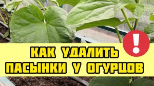 Как удалить пасынки у огурцов! Супер шпаргалка