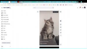 Котята питомника кошек  ГРАНД МАЙЕР