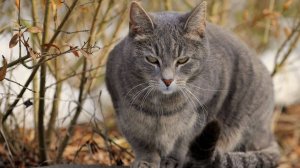 Звуки кошек и котов для моей кошки Фроси.