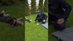 Недопустимая дрессировка щенка
