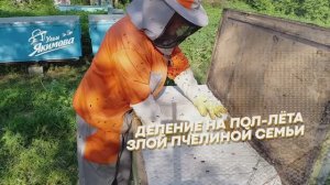 Деление на пол-лёта злой пчелиной семьи