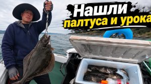 КАК ВЫЖИВАЕТ РУССКОЯЗЫЧНЫЙ МУЖИК В ЮЖНОЙ КОРЕЕ Ловлю рыбу палтуса и урока а чайки ждут угощение!