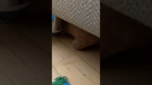Прятки с Женей его друзьями