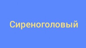 Песня плюс клип Сереноголовый