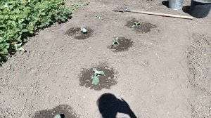 Лисий пир. Огород. Сад. 08.06.2026.
