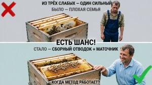Сборный отводок + хороший маточник: спасёт ли это плохую семью? Отвечает профессор Кашковский 🐝🏗️