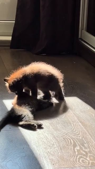 милота какая смотреть онлайн