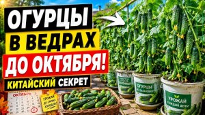 Огурцы в ведрах до октября китайский способ бесконечного урожая