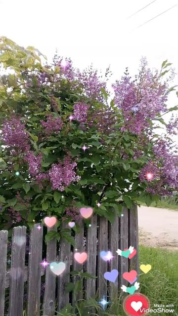 🌺 СИРЕНЬ, КУСТ БЕЛОЙ РОЗЫ 🌺 8 ИЮНЯ 2026 г.🌺