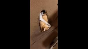 смешные котики с озвучкой