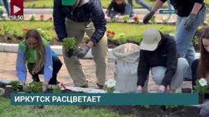 Иркутск расцветает: 650 саженцев петунии украсили аллею СБЕРа в Ленинском районе