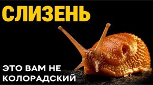 Испанский слизень: Худший кошмар вашего сада