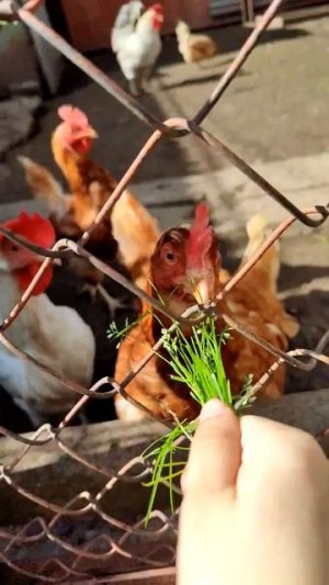 КУРОЧКИ