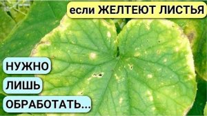 Пожелтение листьев огурцов: причины (нехватка азота, калия, полив, болезни) и чем подкормить срочно