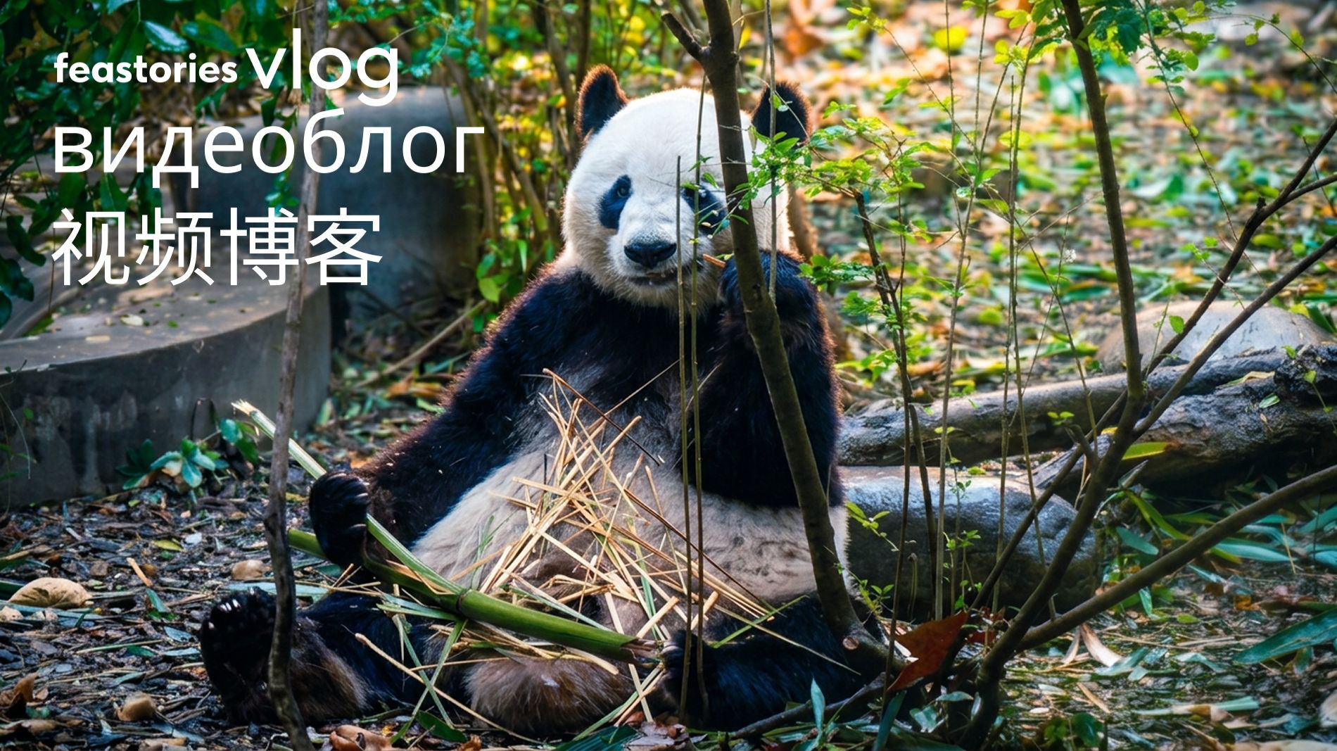 База панд в Чэнду