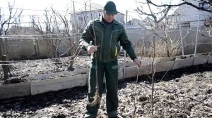 Правила посадки плодовых деревьев и кустарников осенью