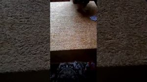 как играть в дурака. (карточная игра)