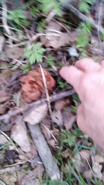 ✔Охота🔪 за строчками🍄 Часть 1✔