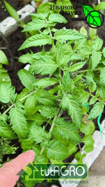 🍅 Фитофтора уничтожит урожай за ночь! 🥛+🧪 Полейте этим томаты! 🛑 Фитофтора исчезнет за сутки!