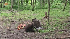 ЗНАКОМСТВО ДВУХ МАЛЕНЬКИХ МЕДВЕДИЦ: продолжение