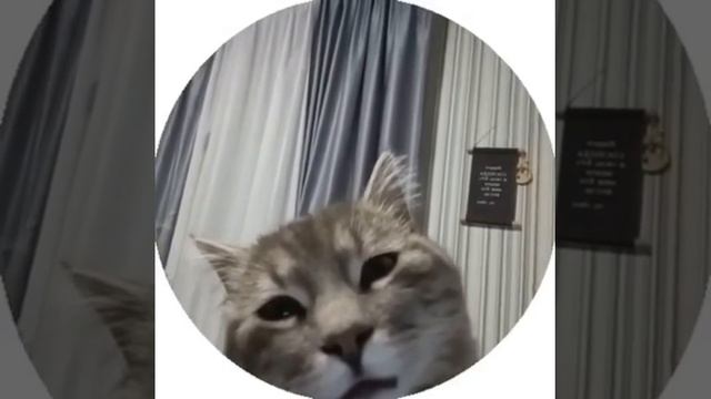 кот в ауте смотреть онлайн