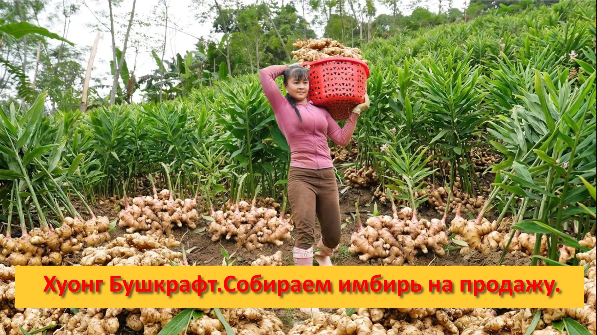 Хуонг Ферма Бушкрафт. Вьетнам. Собираем имбир на продажу.
