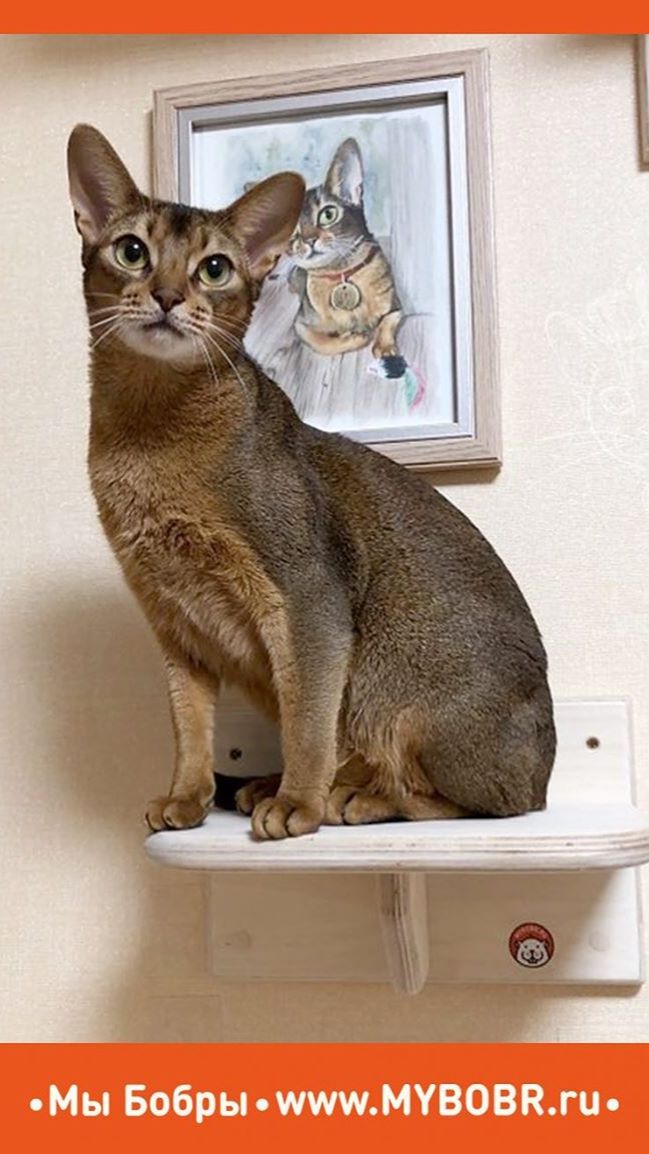 Так для чего нужны наши котодромы?🐾