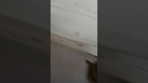 хомяки