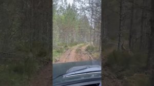 ЛЕСНОЙ ДВИЖ