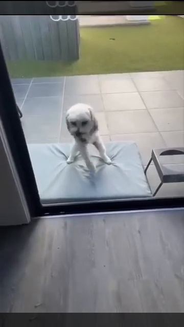 Это скинволкер