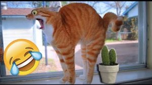 30 Смешных моментов с кошками и собаками🐶🐱
