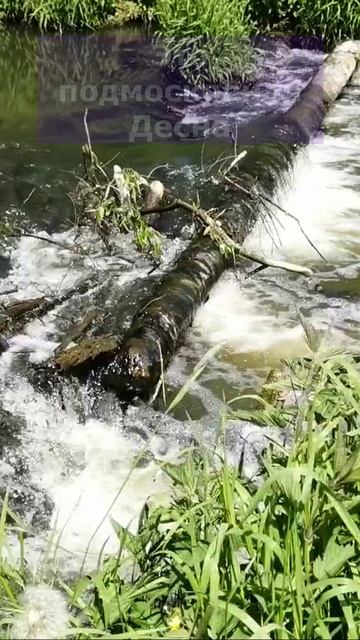 Неожиданный порог на Десне #река #shorts #nature