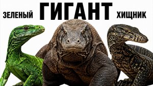 Все вараны за 8 минут